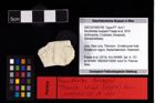 NHMW-GEO-2007z0149-0109_Ol_01.tifMunitheites kuepperi (Fraaije et al., 2019)  (NHMW-GEO-2007z0149-0109)